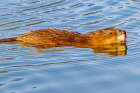 USA, Colorado, Fort Collins. Muskrat swimming in water. Art Print
